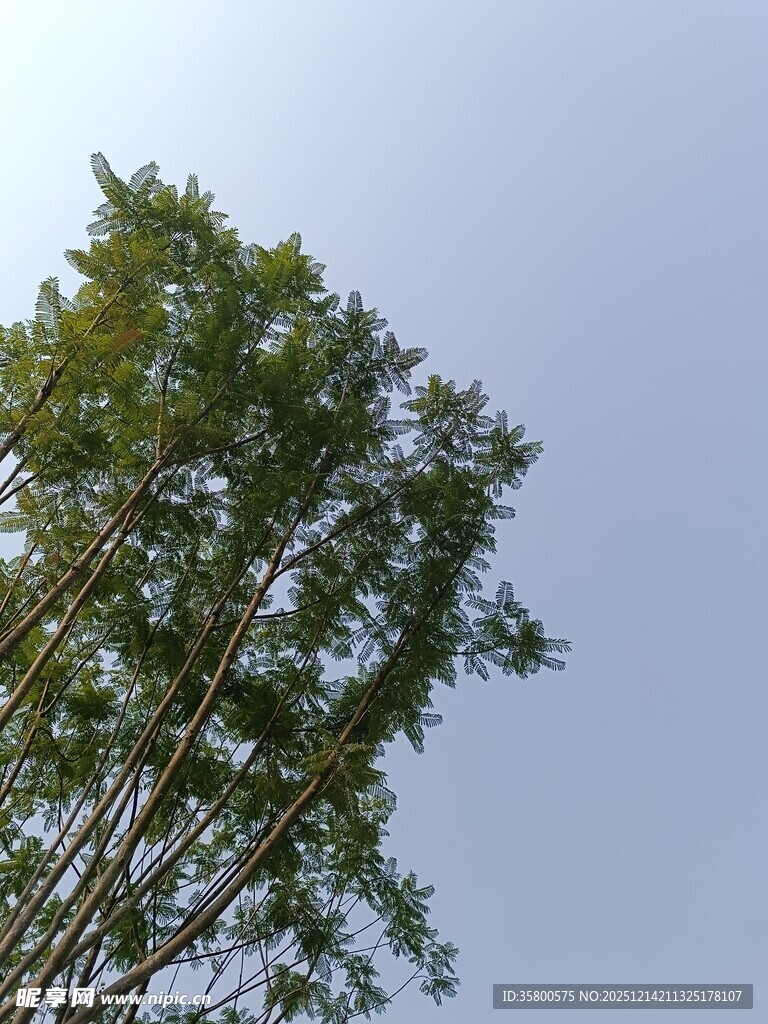 挺拔绿树映蓝天