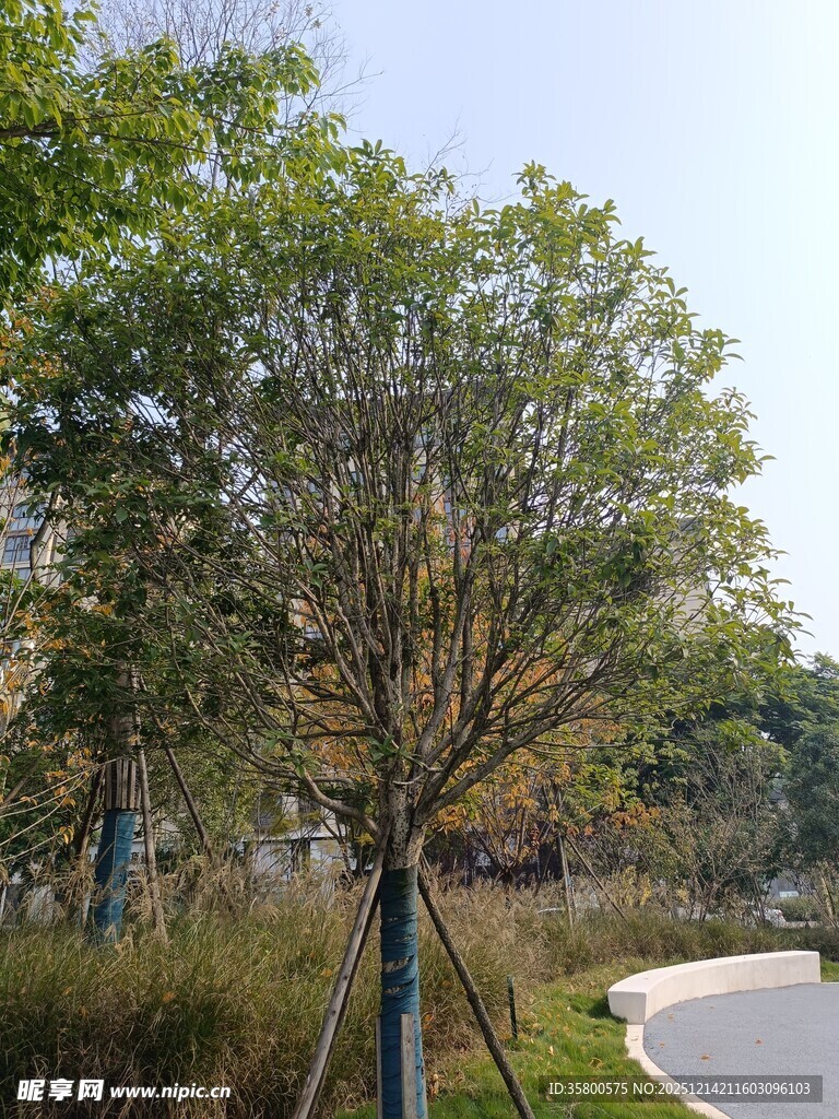 公园道路旁的绿树风景