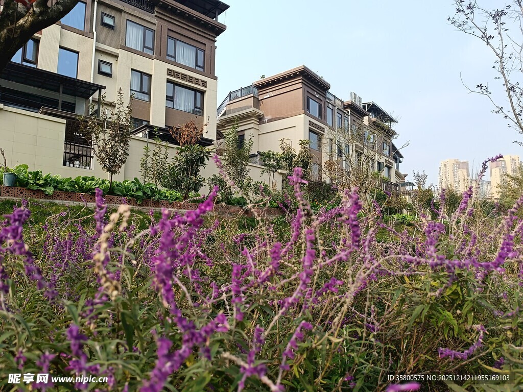 紫色花丛旁的古朴建筑群