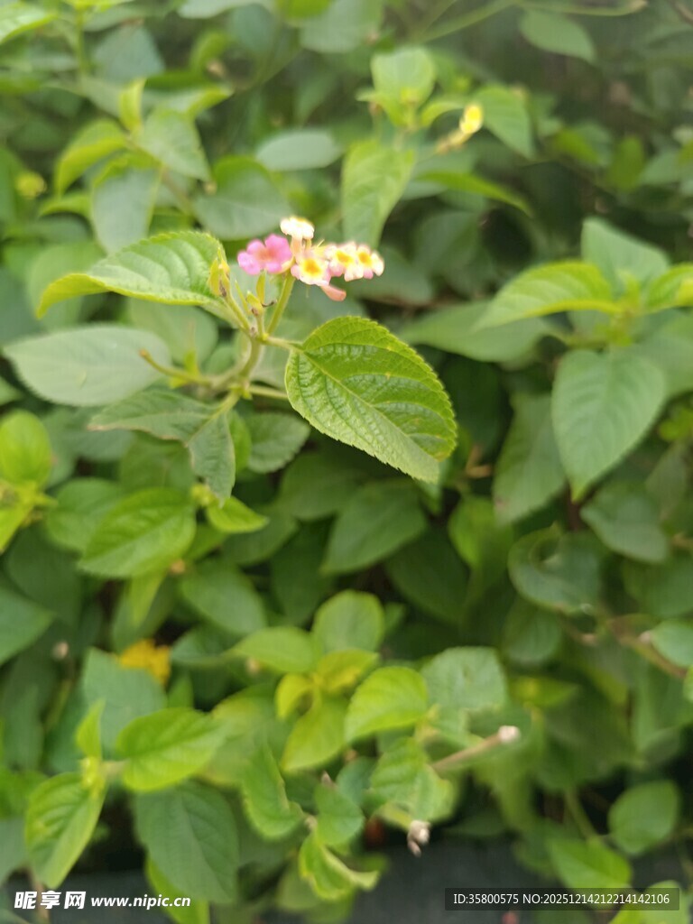 绿叶间的娇艳小花