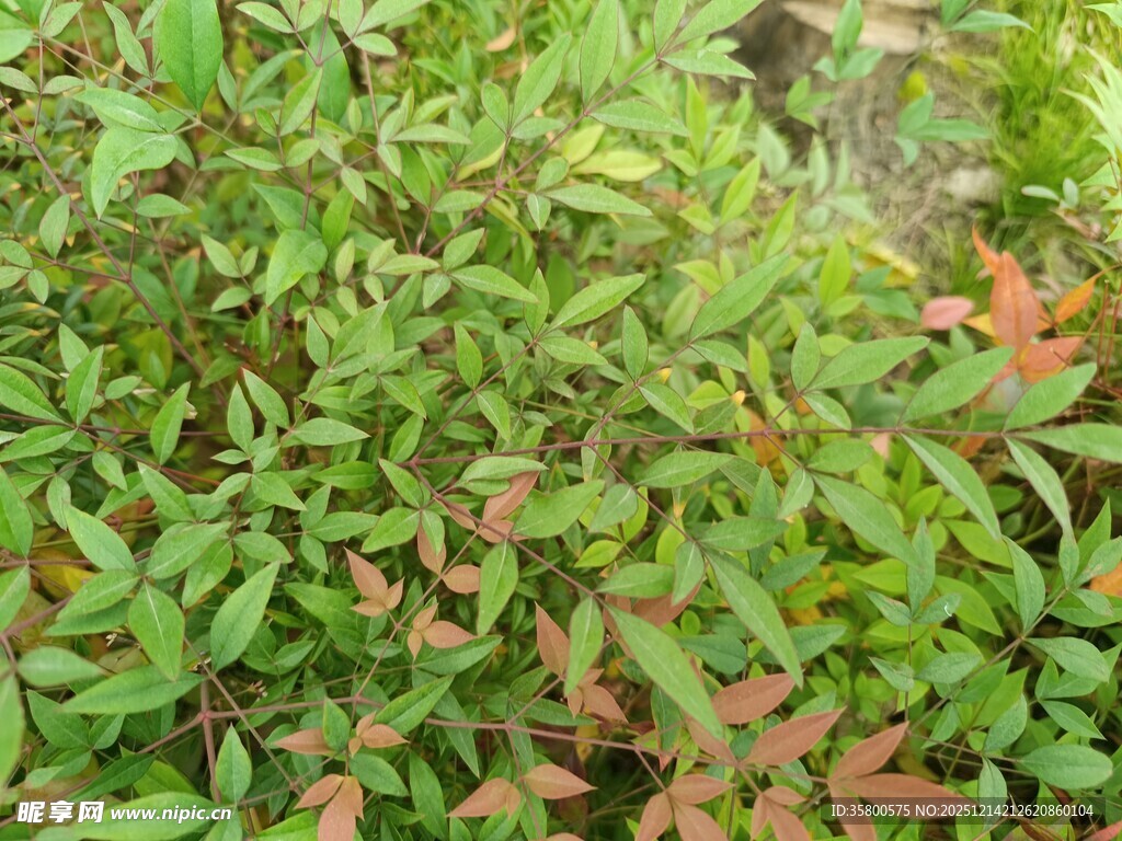 绿叶间点缀的红色植物