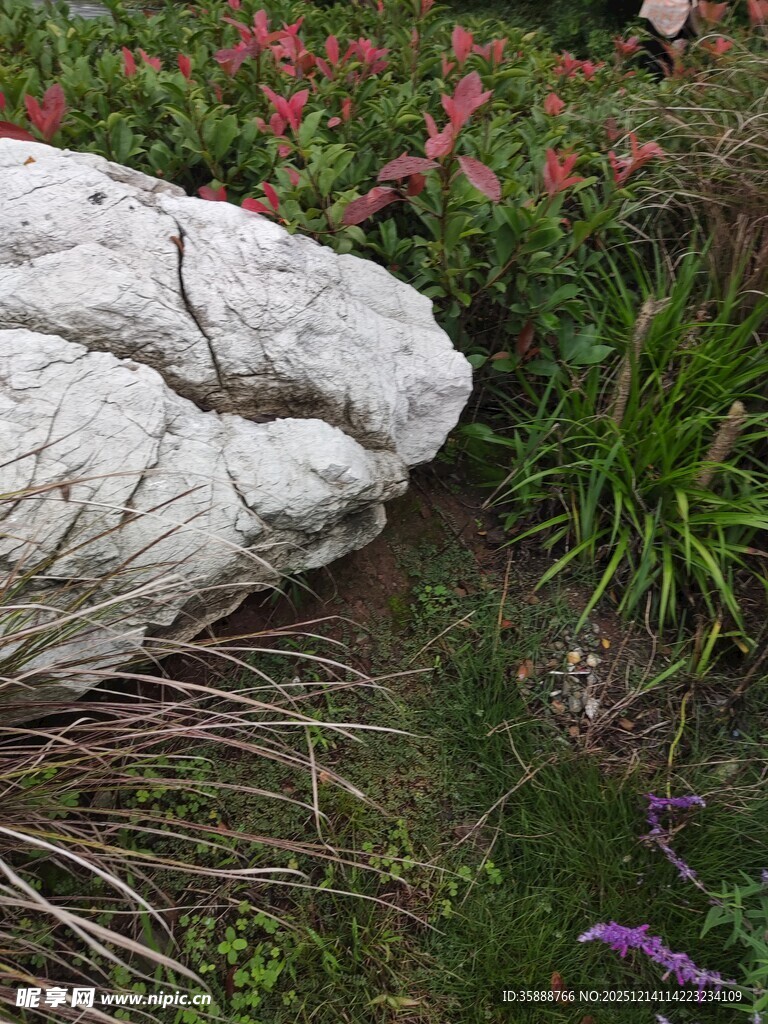 岩石旁的多彩花草景观