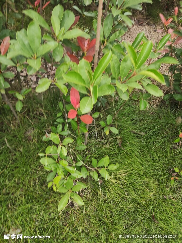 绿叶丛中的娇艳红花