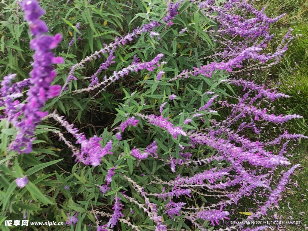 紫色花卉绽放的美丽景致