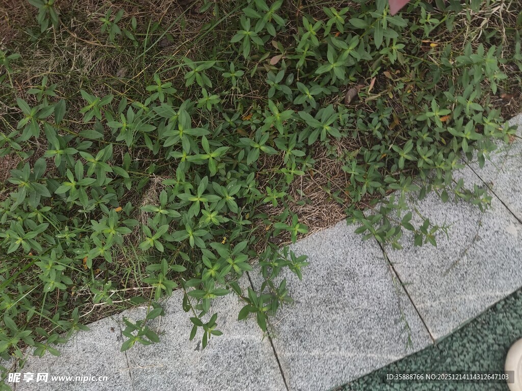 路边绿植景观