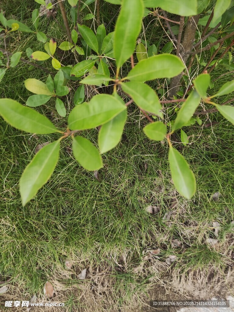 绿叶植物近景特写