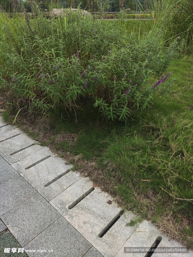 石板路旁绿意盎然的灌木