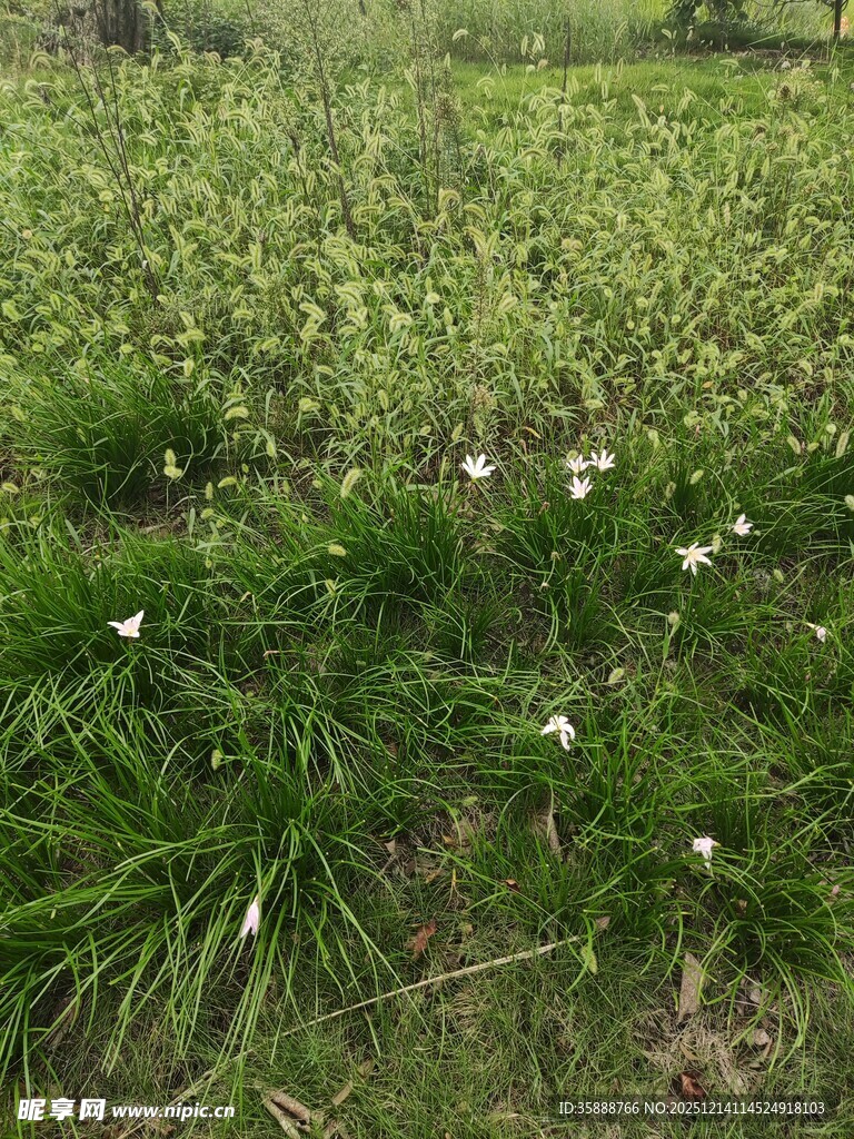 草地上的白色小花