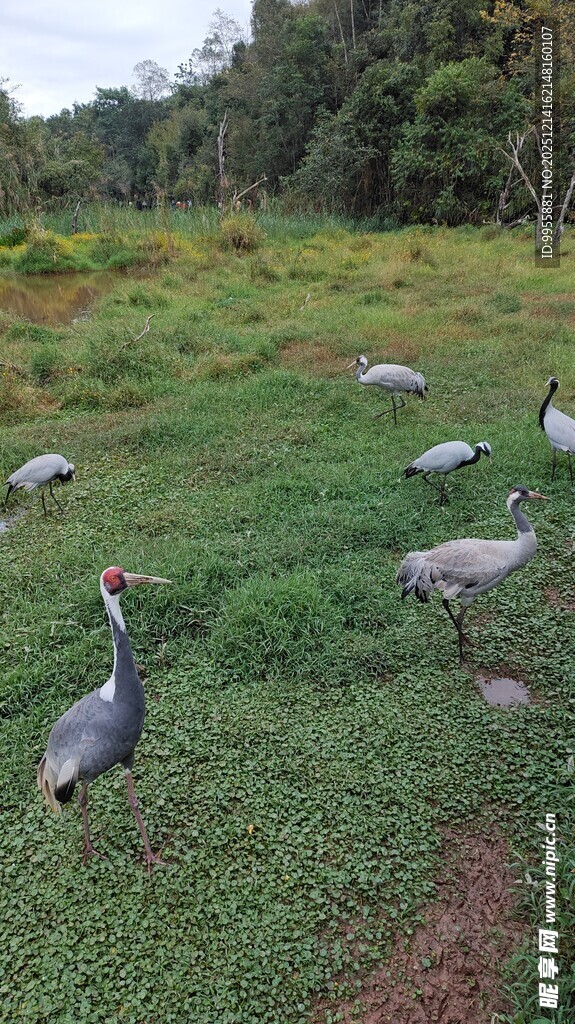 云南西双版纳热带草地上的灰鹤群
