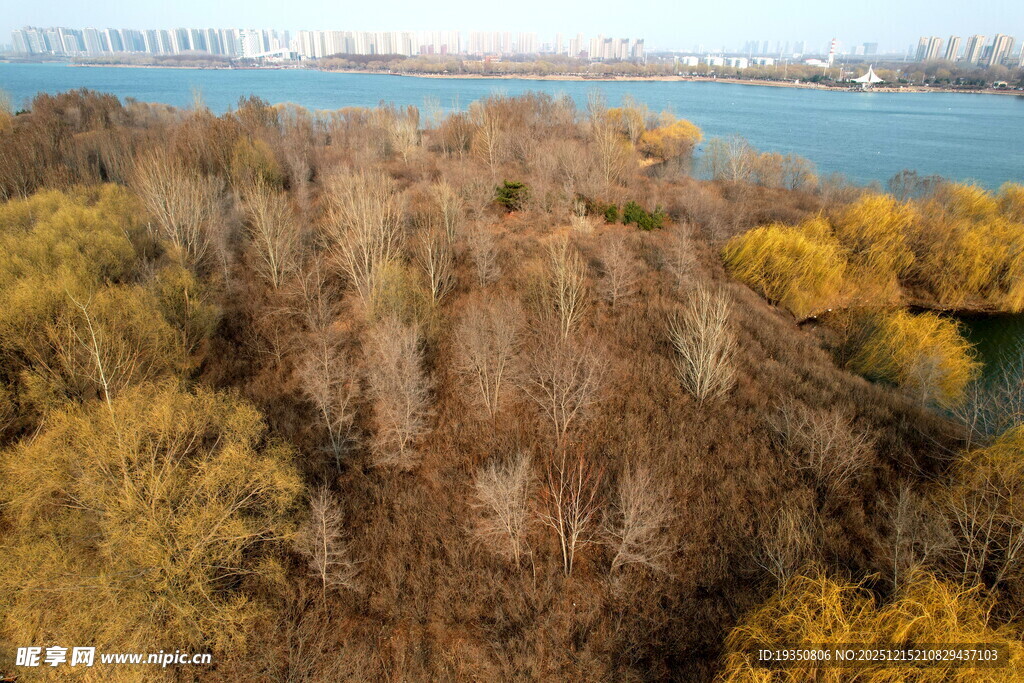 沈阳丁香湖岛上的树