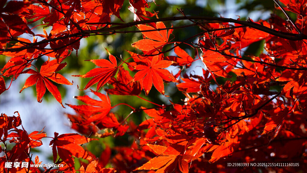 红枫叶