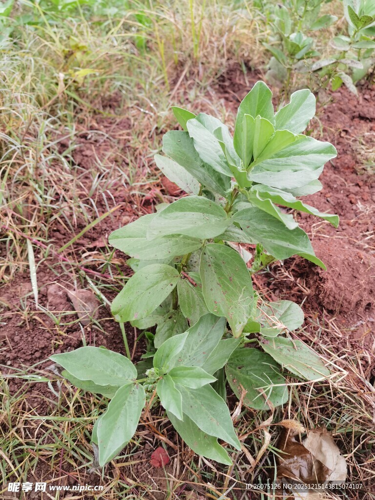 绿叶植物生长于红土地