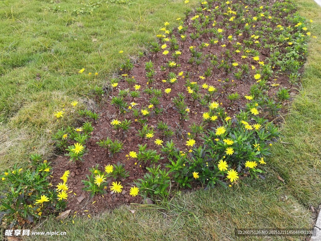 草地边多彩花卉绽放