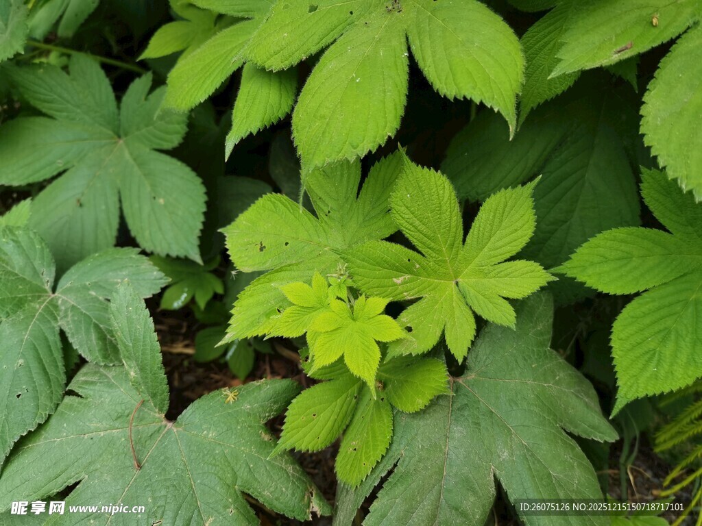 翠绿叶片的生机植物