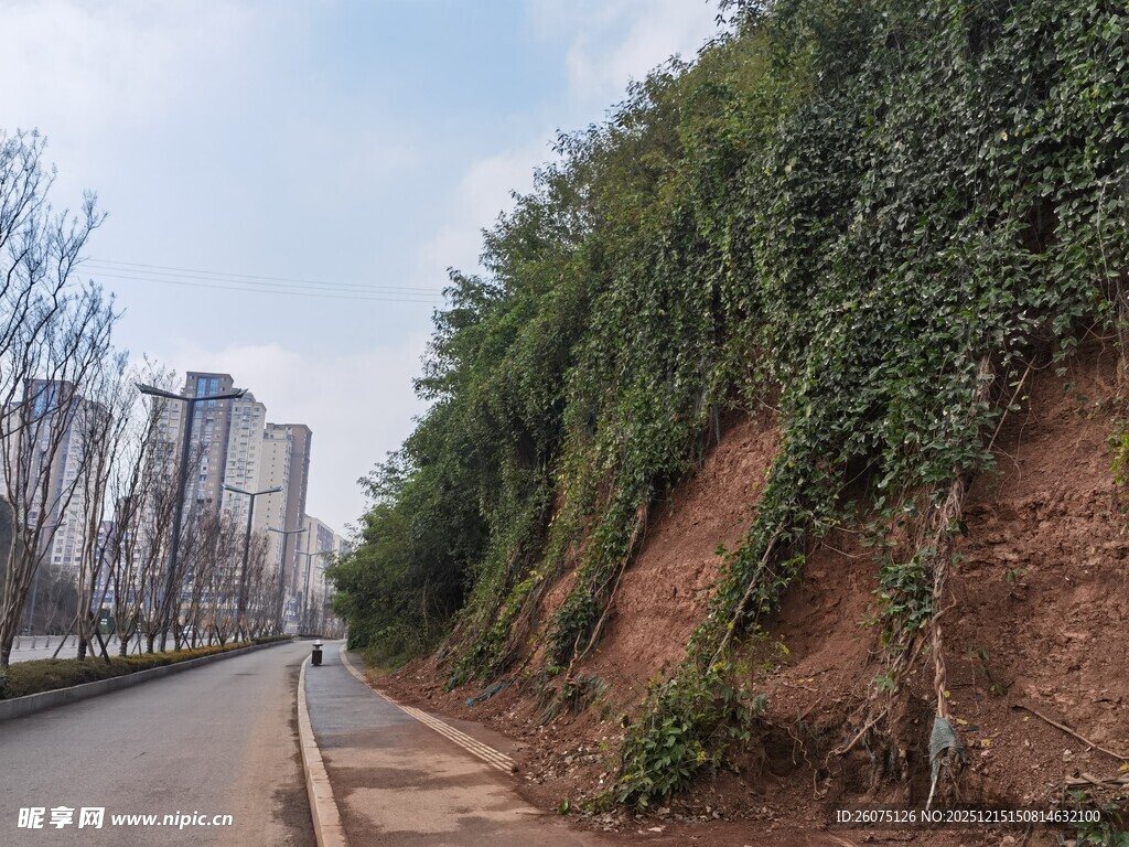 路边绿植覆盖的斜坡