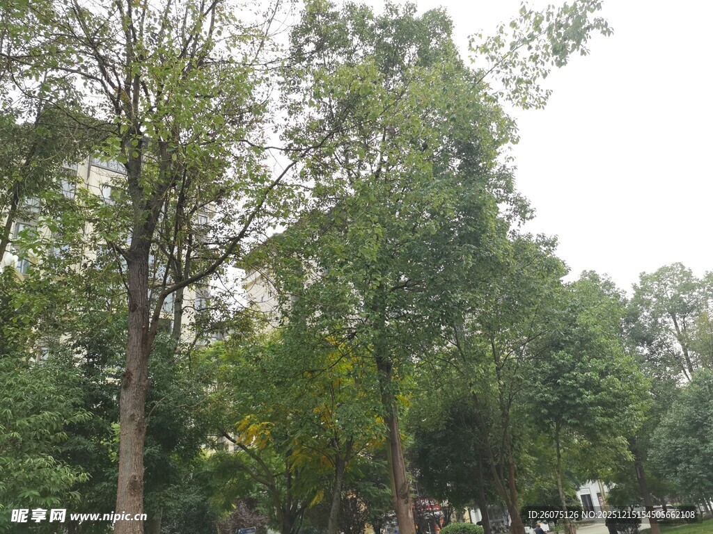 绿树成荫的户外景致