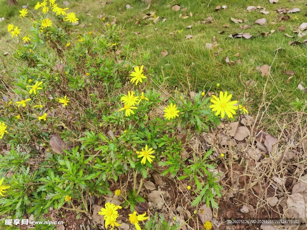 草地中的黄色小花绽放