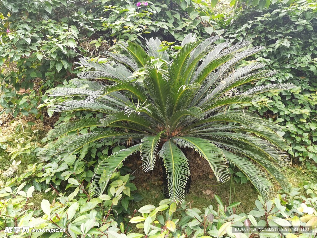 铁树生长于绿植丛中