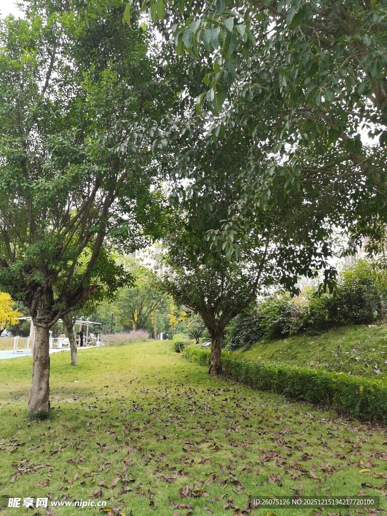 绿意盎然的公园景致