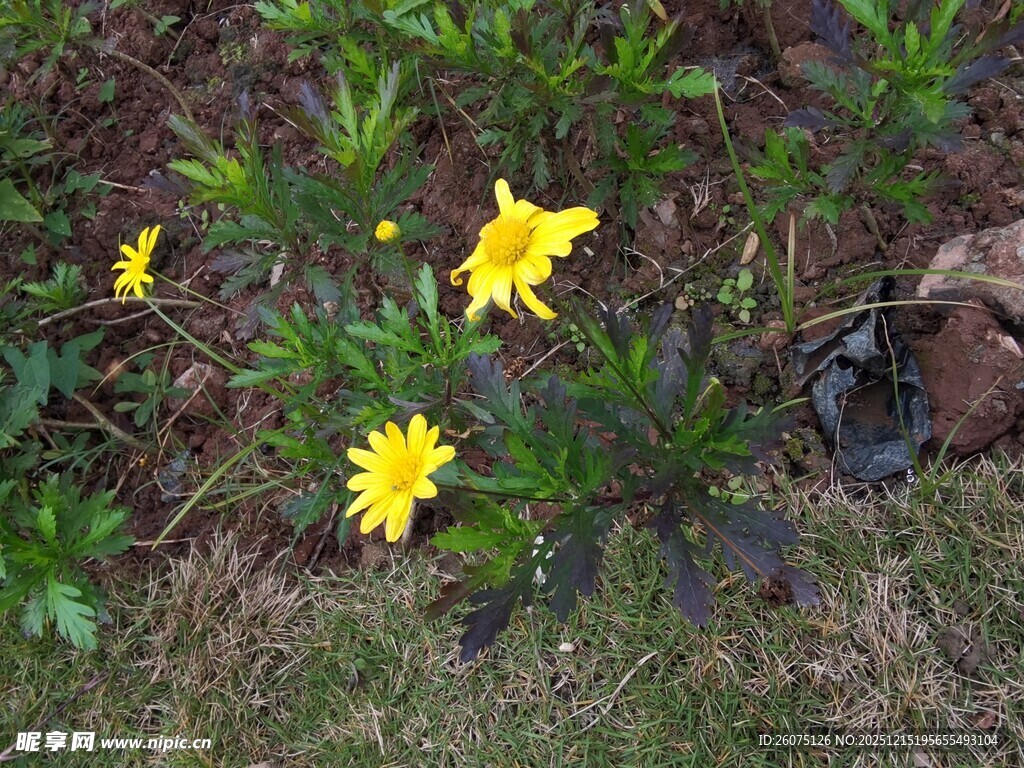 草地上的黄色小花