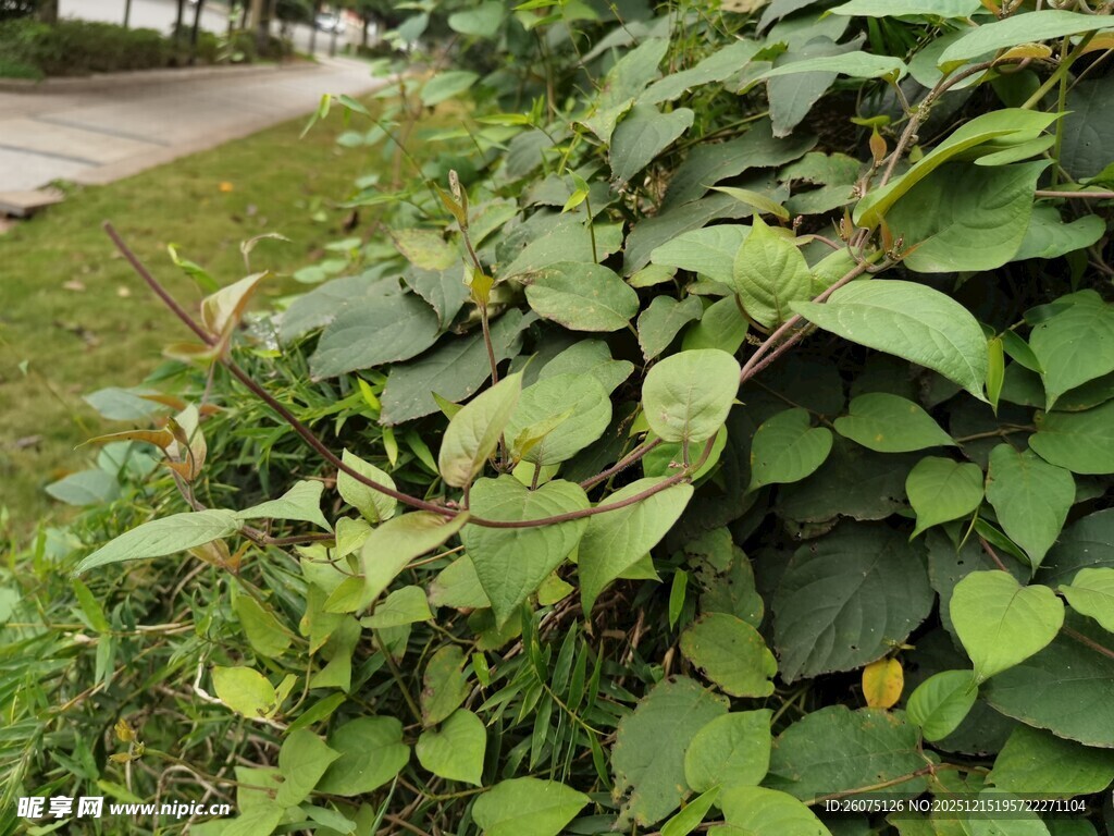 绿叶繁茂的路边植物