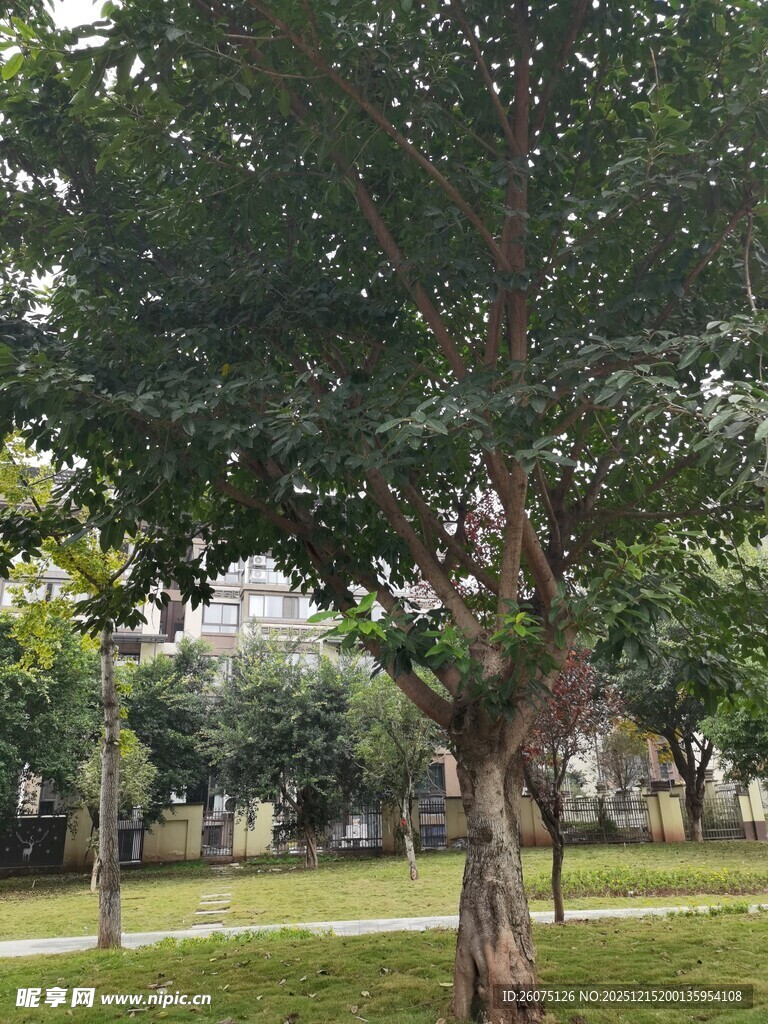 公园绿树成荫的宁静景致