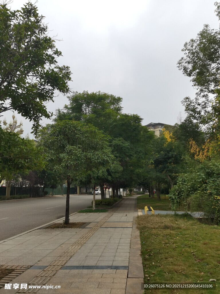 城市街边绿树成荫景致