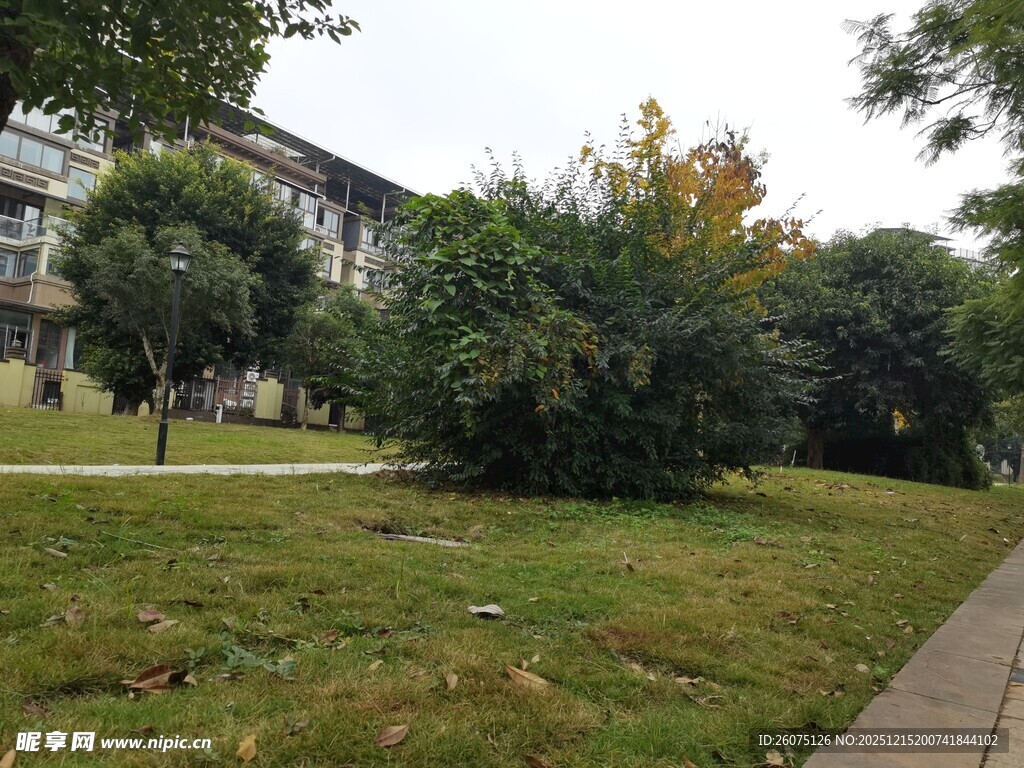 校园绿意盎然的草地场景