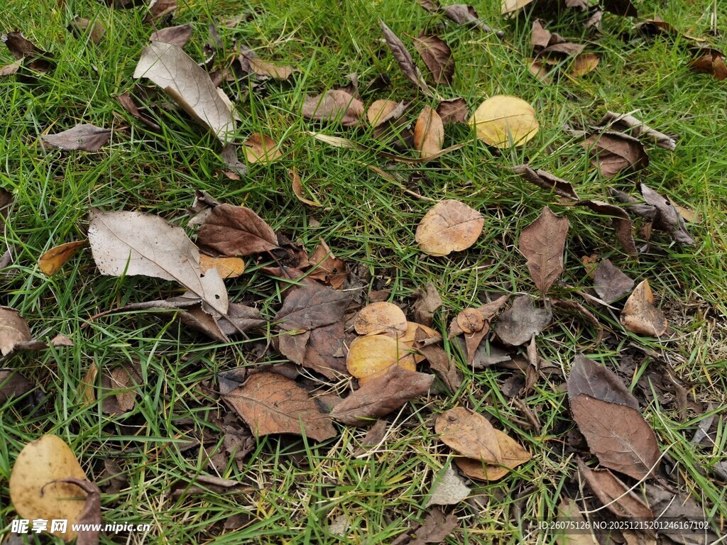 草地上的散落枯叶