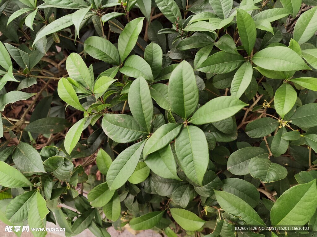 翠绿叶片的繁茂植物