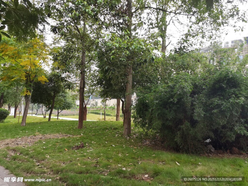 公园绿意盎然的树林景观