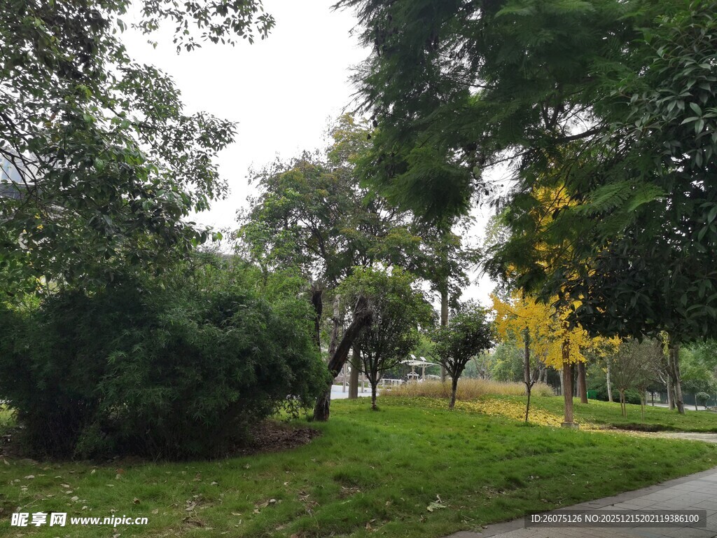 林间小道的清新自然景致