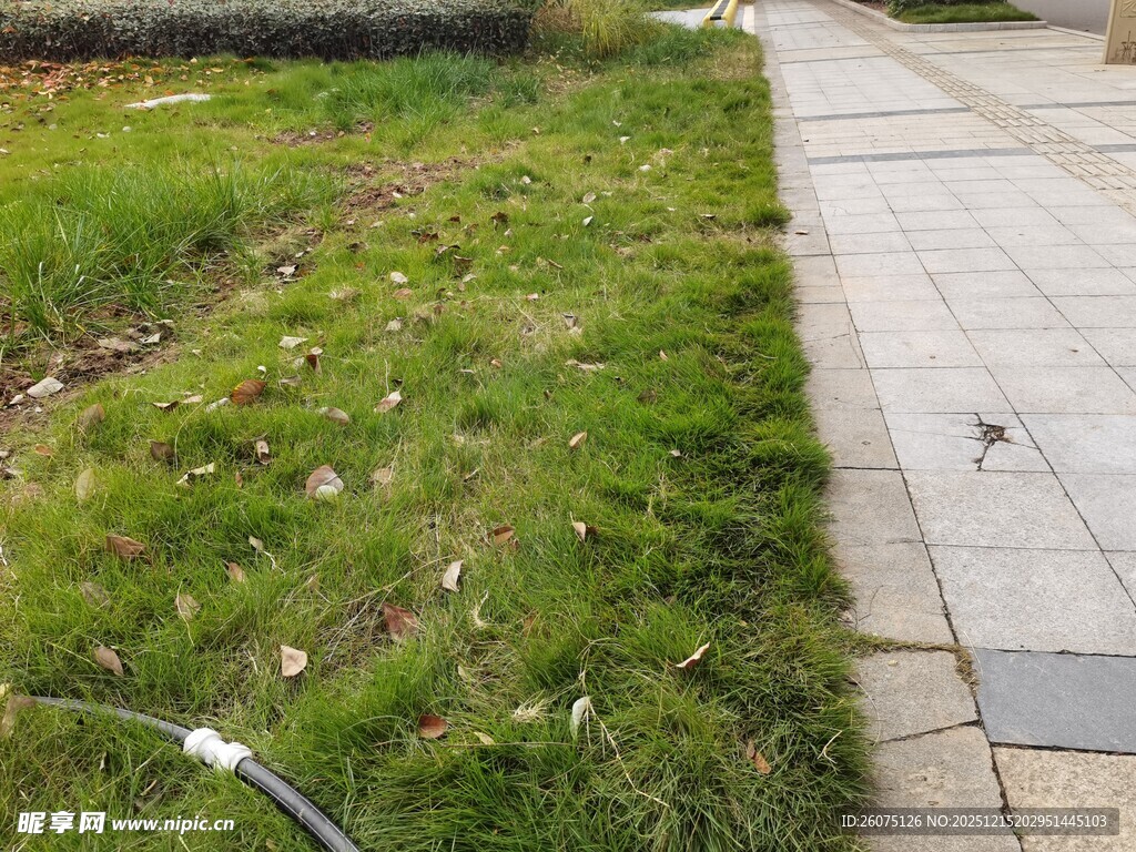 路边翠绿草地与石板路