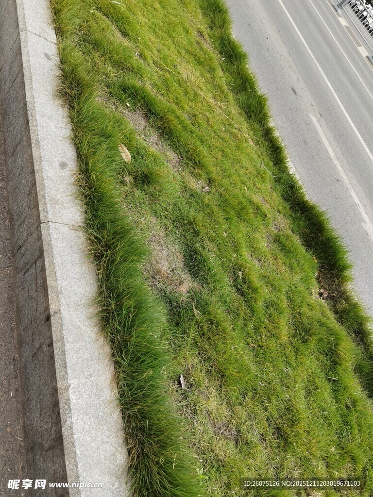 路边翠绿草坪俯瞰景象