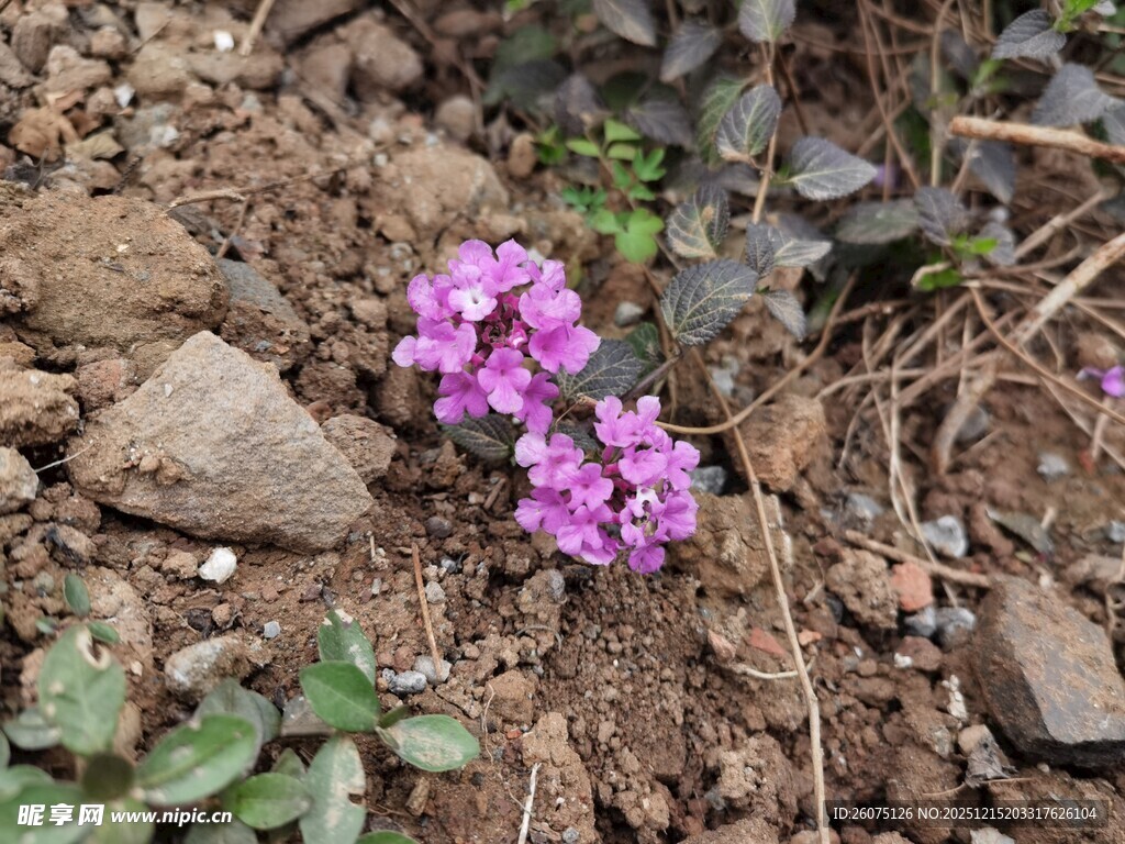 石缝中的紫色小花
