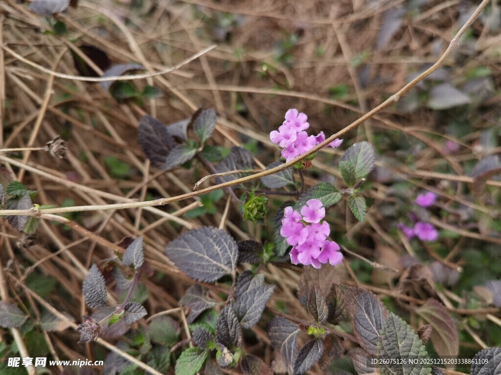 草丛中的紫色小花