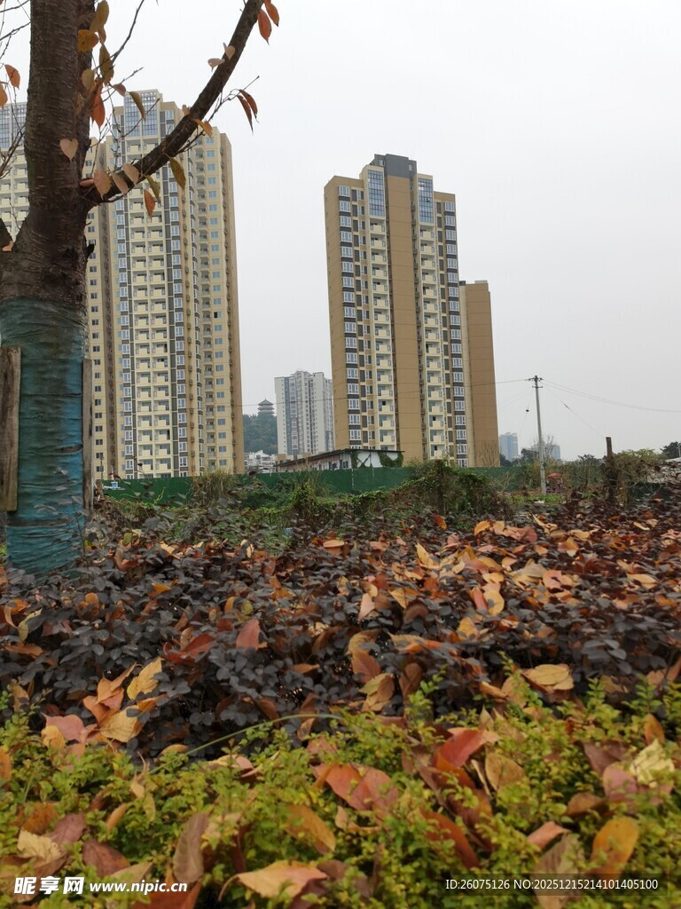 秋日城市落叶景观