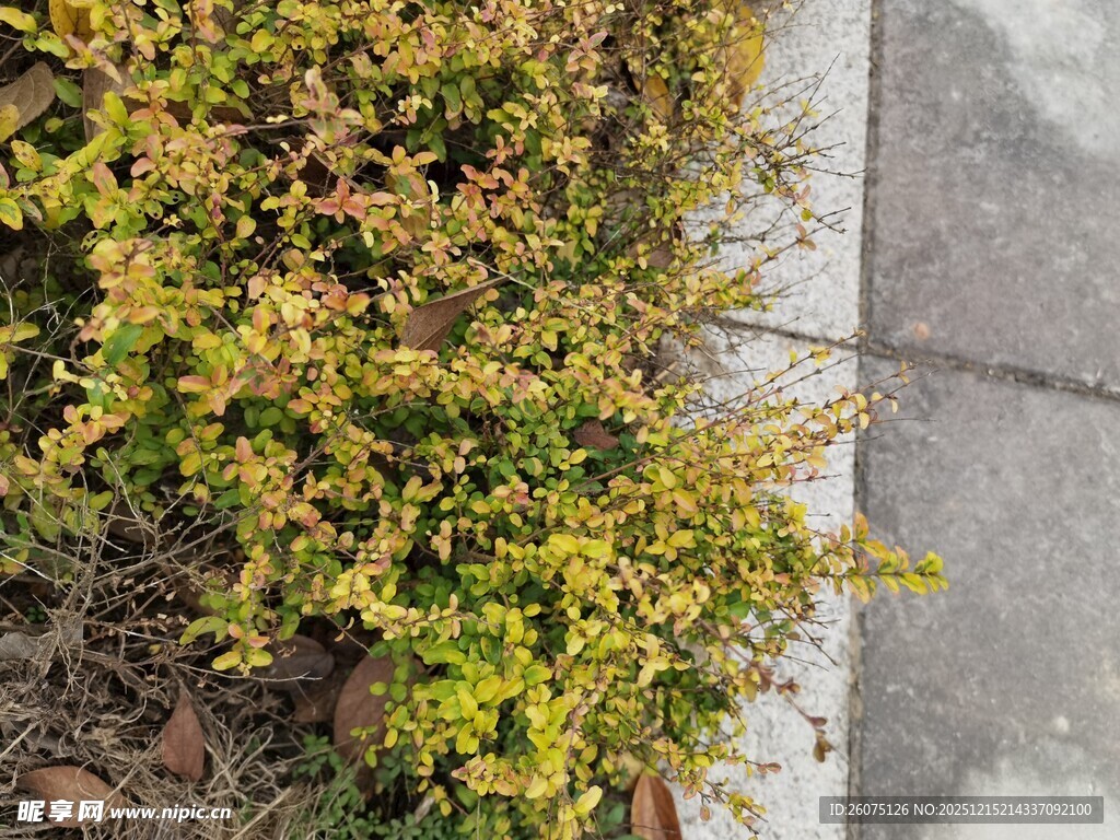 路边的黄绿色灌木丛