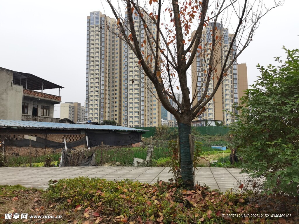 城市中枯树与绿植景观