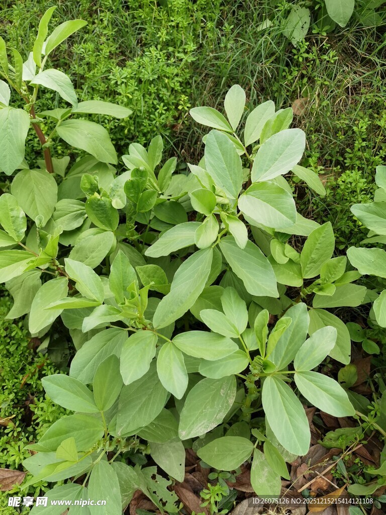 绿叶繁茂的清新植物景观