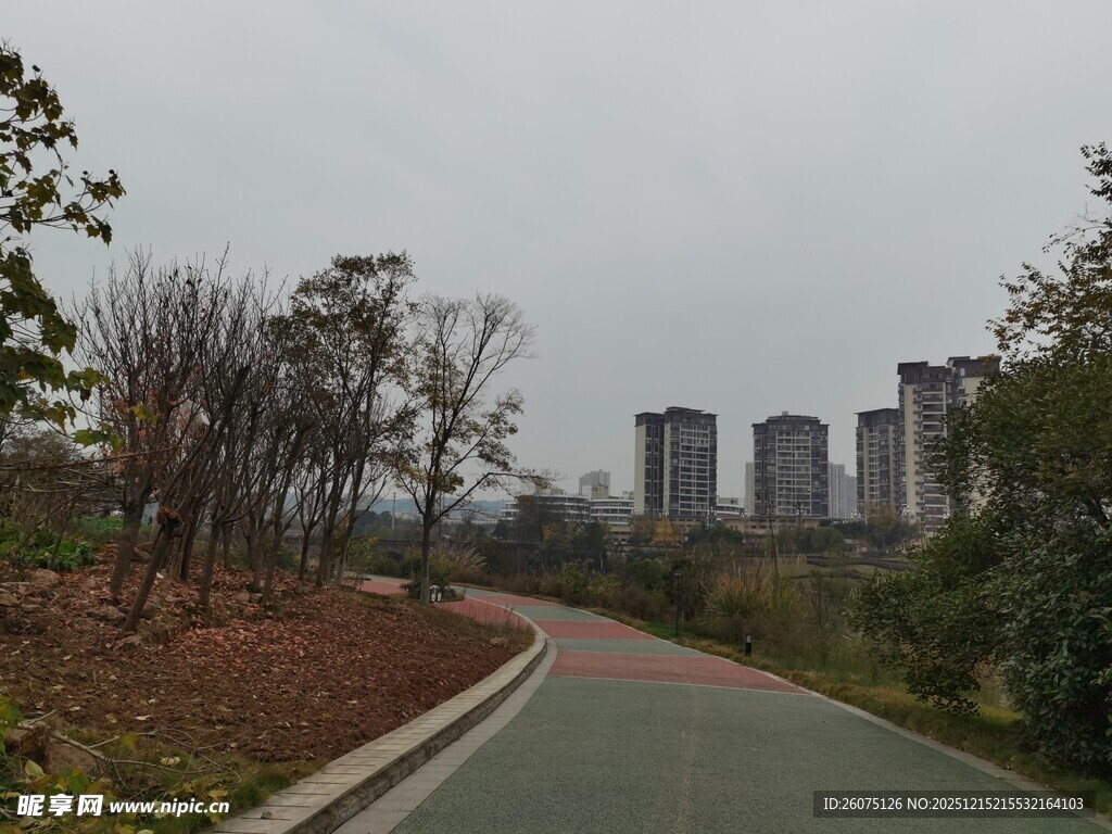 城郊小径旁的稀疏树木与高楼