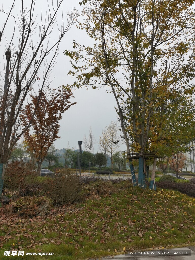 秋日路边落叶树木景致