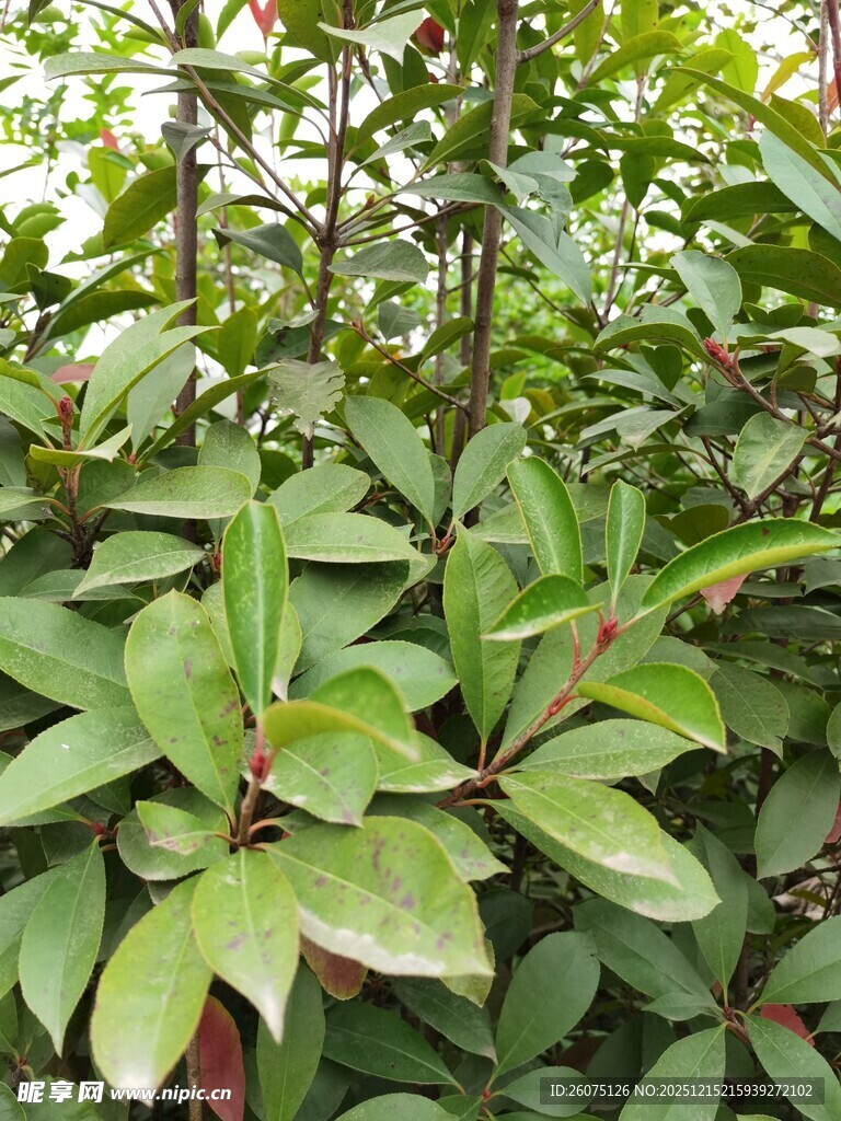 绿叶繁茂的植物景观