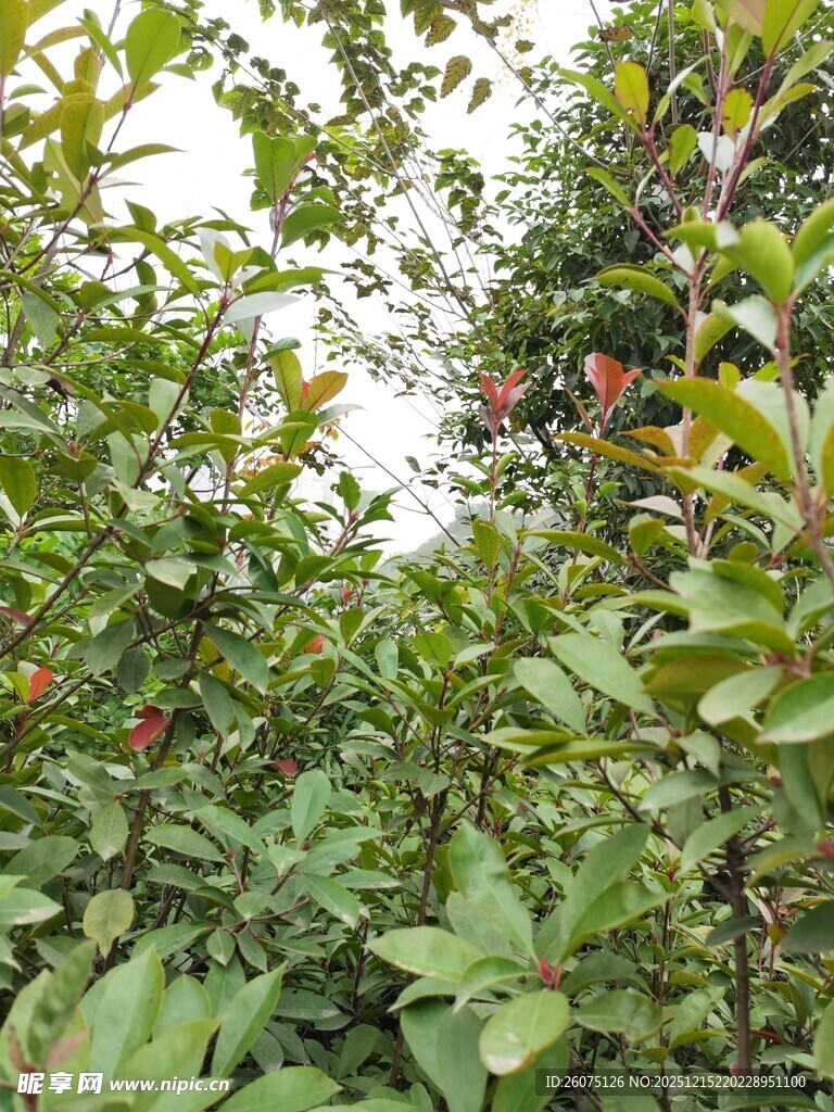 繁茂绿植间的多彩果实