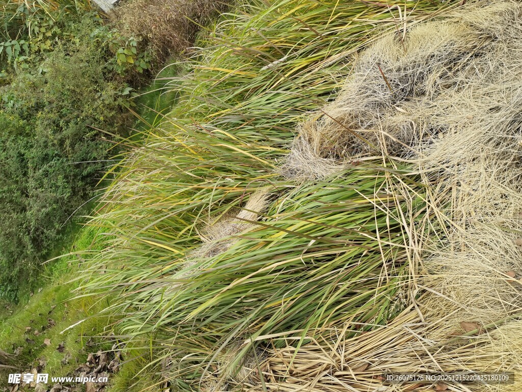 山坡上的翠绿野草