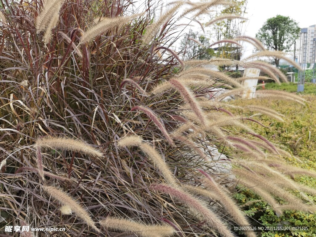 摇曳的观赏草