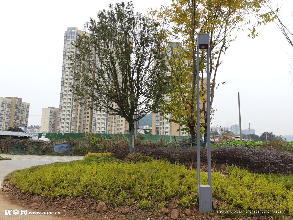 城市路边绿植景观