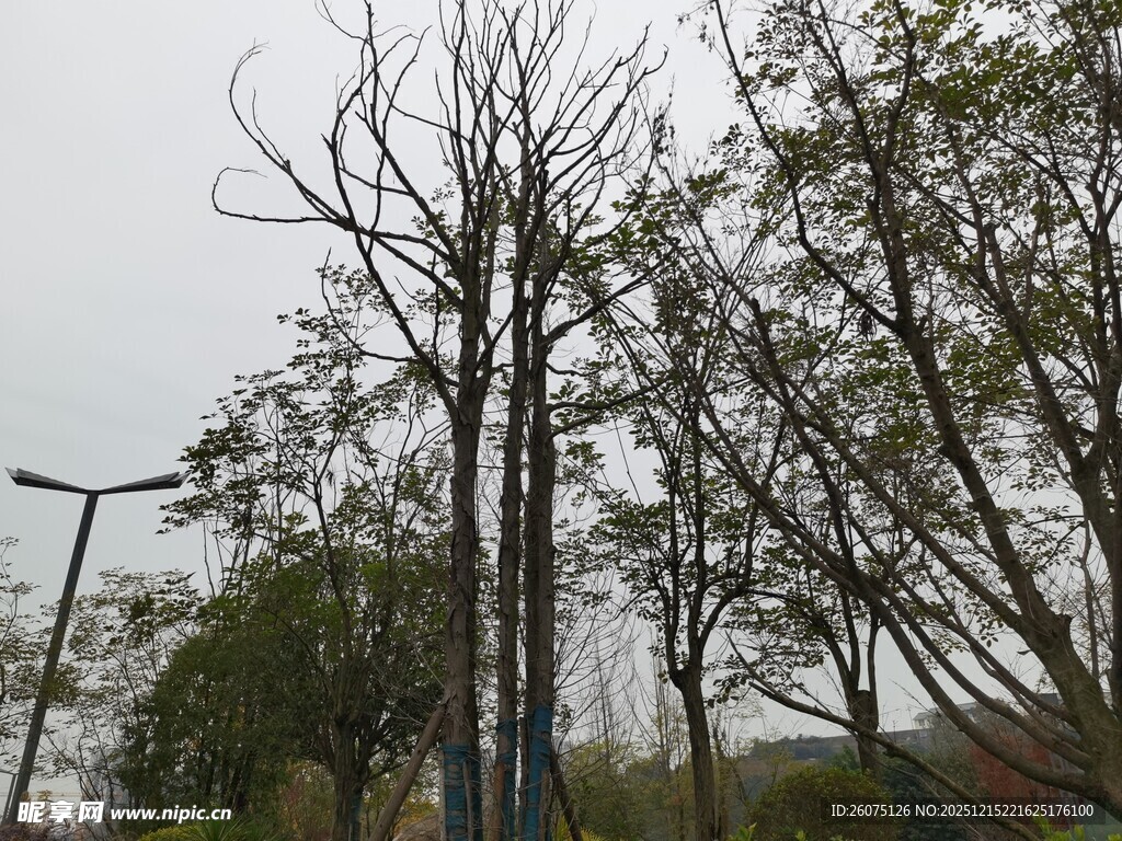 公园中枯树与绿树相映