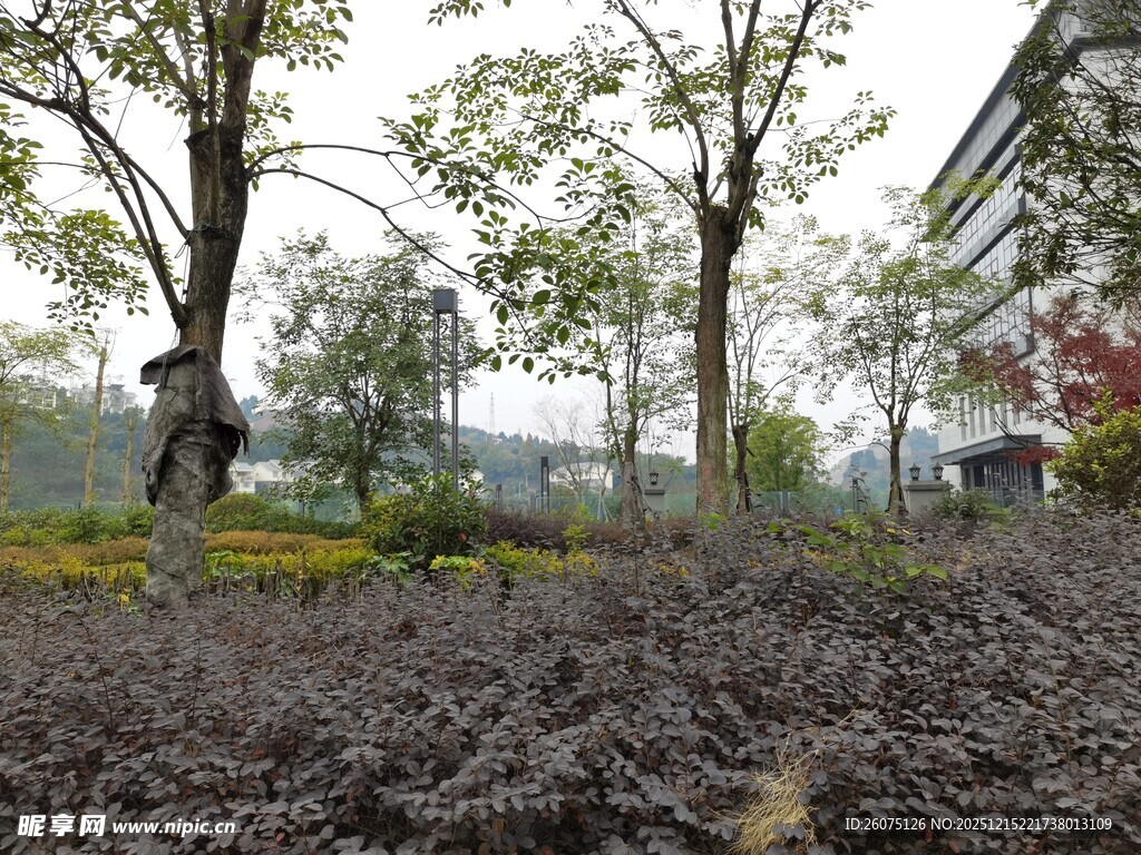 户外树木环绕的植被景观