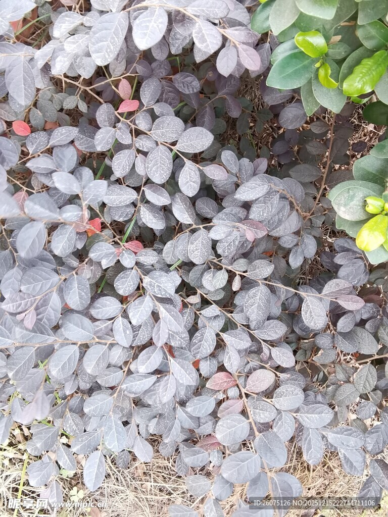 灰叶植物与红果景观